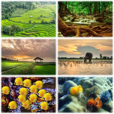 Chiang Mai